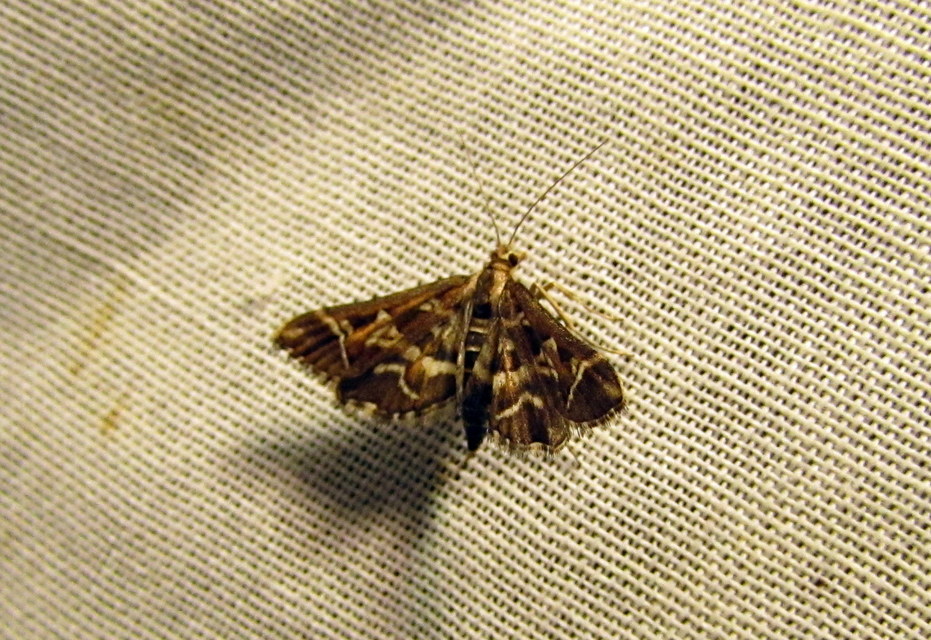 Diasemia reticularis - betűmintás tűzmoly