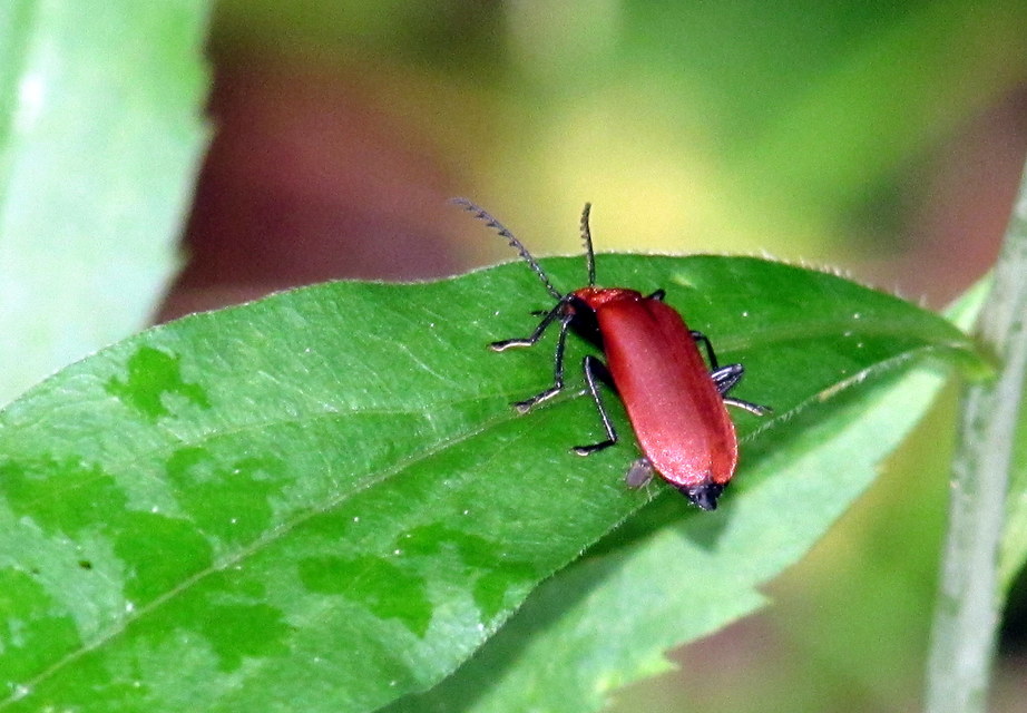 Pyrochroa serraticornis - közép-bíborbogár