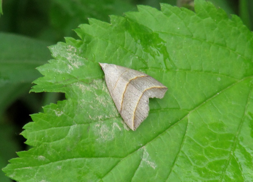Colobochyla salicalis - háromsávos törpebagoly