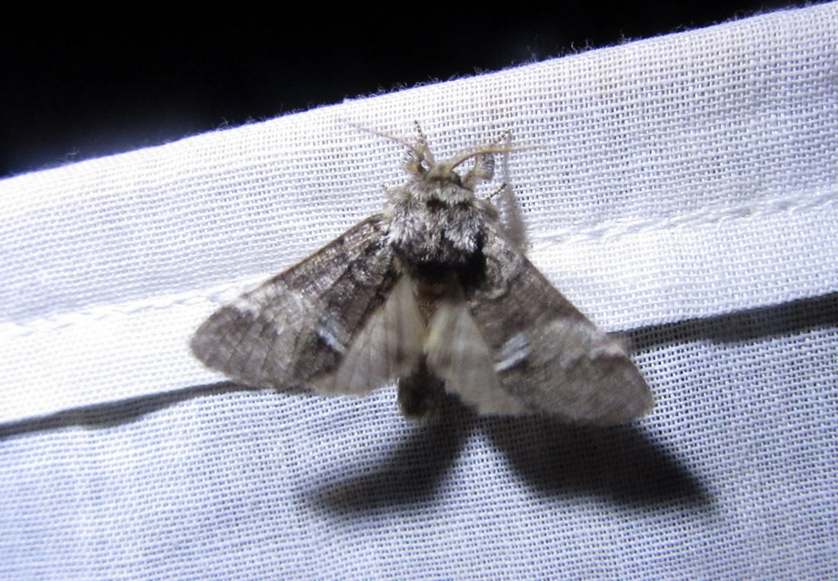 Drymonia dodonea - bélyeges púposszövő