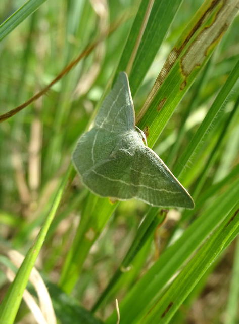 Chlorissa viridata - üdezöld araszoló