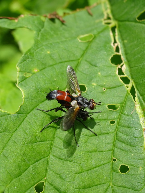 Cylindromyia