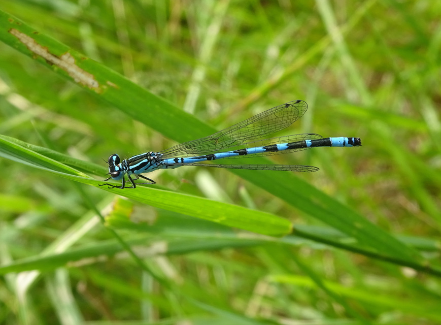 Coenagrion ornatum - díszes légivadász
