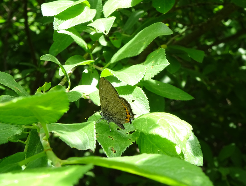 Satyrium pruni - szilvafa-csücsköslepke