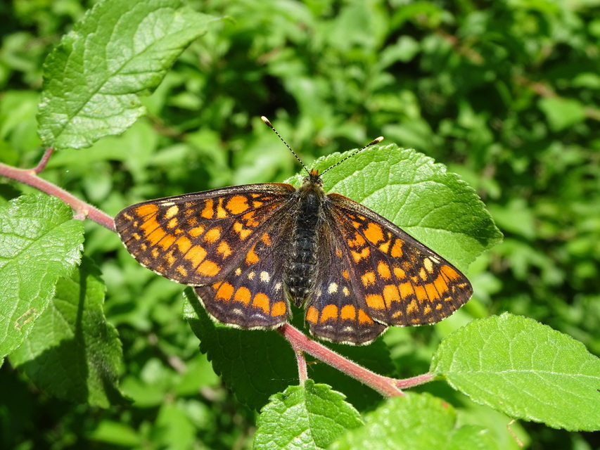 Euphydryas maturna - díszes tarkalepke