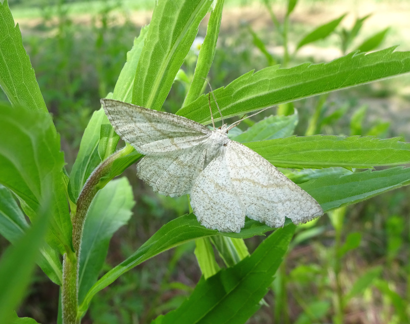 Perconia strigillaria - fehérszárnyú aranyaraszoló