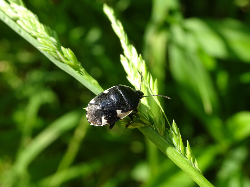 Tritomegas sexmaculatus - hatfoltos földipoloska