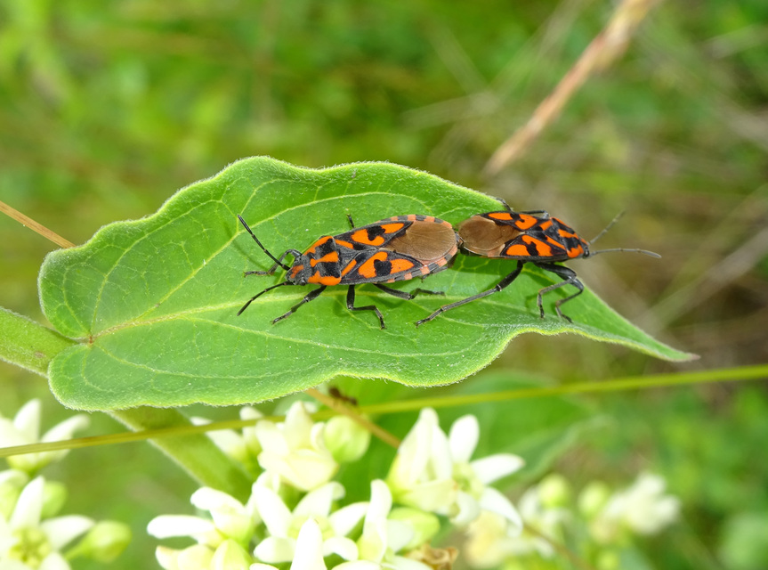 Spilostethus saxatilis - virágbodobács