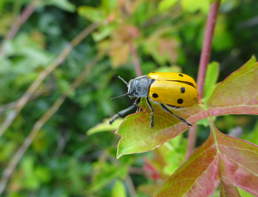 Lachnaia sexpunctata - szőrösnyakú zsákhordóbogár