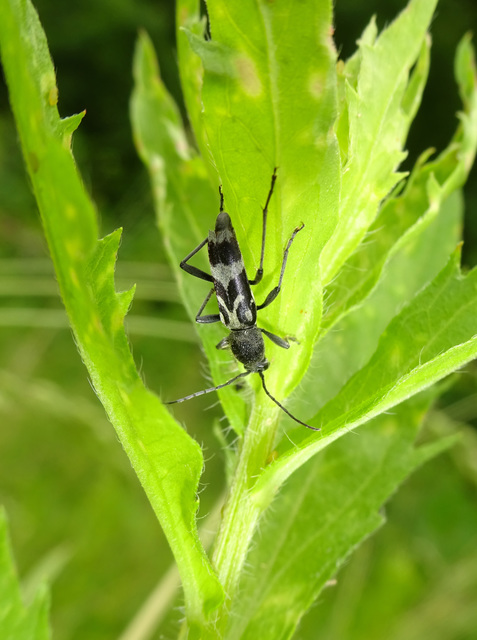 Chlorophorus figuratus - rajzos darázscincér