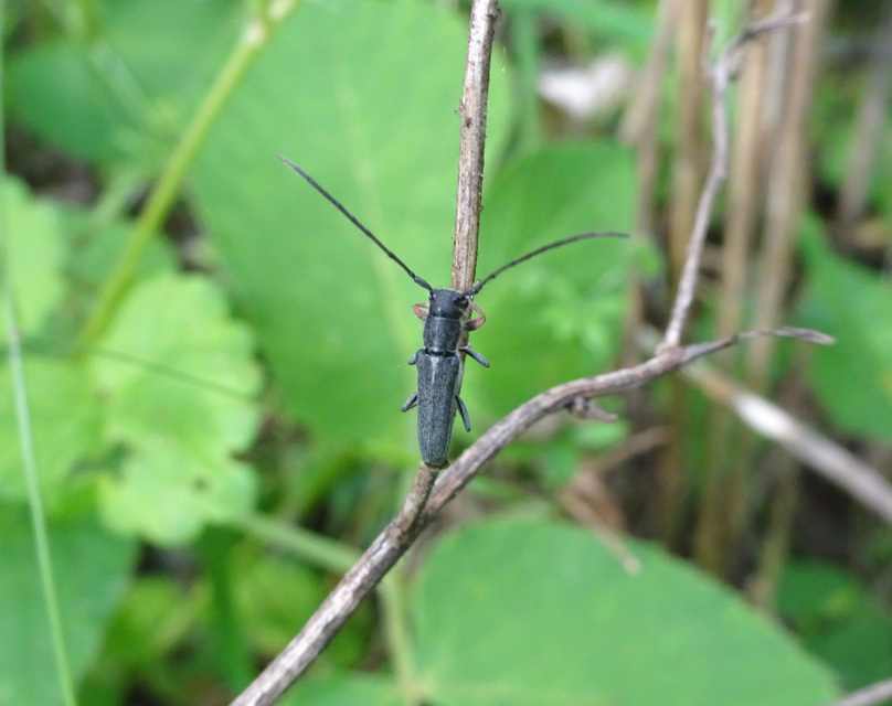 Phytoecia cylindrica - medvelapucincér