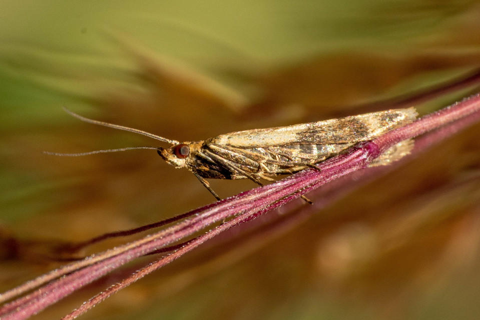 Homoeosoma sinuella - agyagsárga karcsúmoly