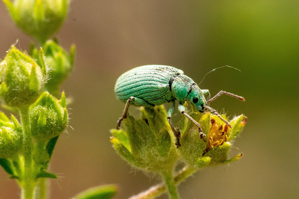 Phyllobius virideaeris - halványzöld levélormányos