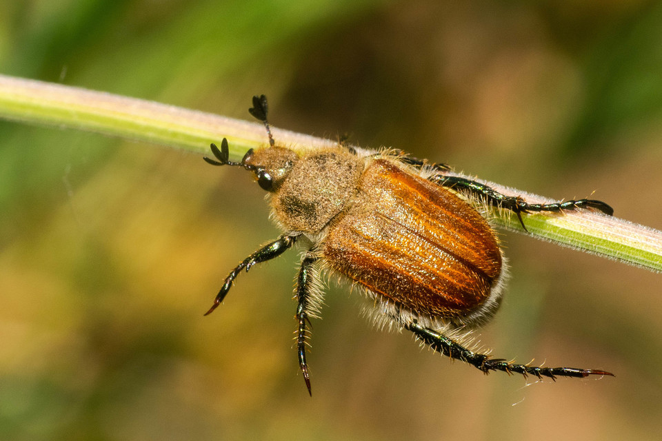 Chaetopteroplia segetum - rozsszipoly