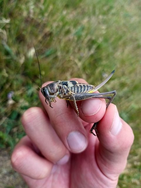 Decticus verrucivorus - szemölcsevő szöcske