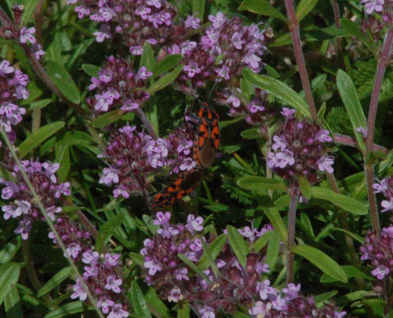 Spilostethus saxatilis - virágbodobács