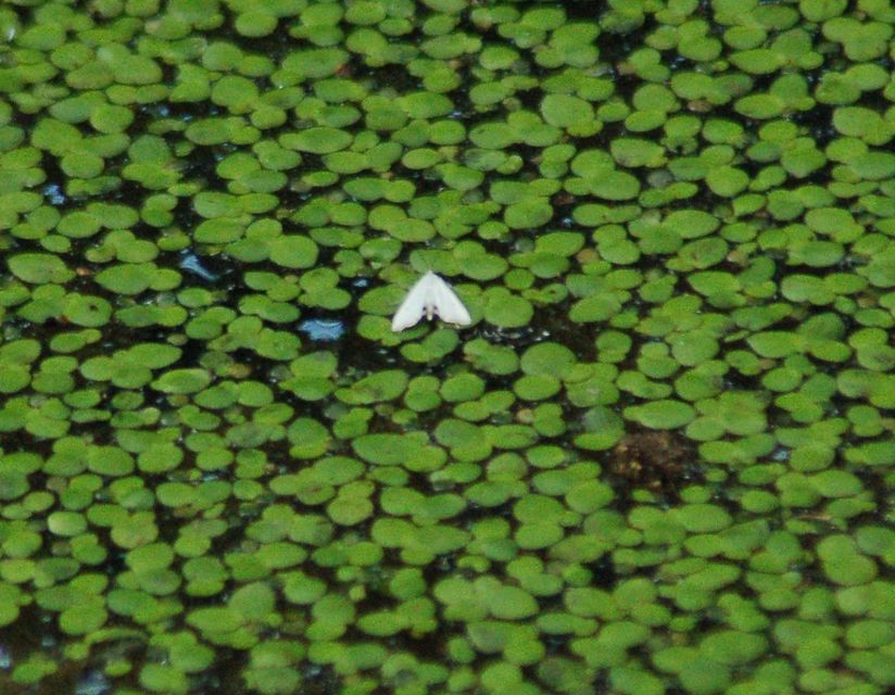 Cataclysta lemnata - békalencsemoly