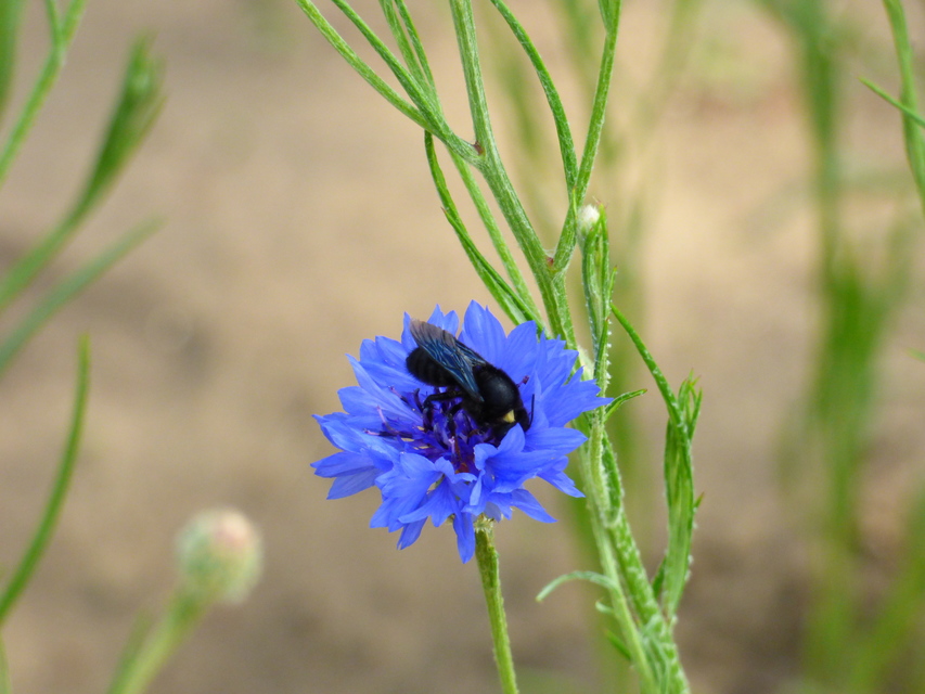 Xylocopa iris