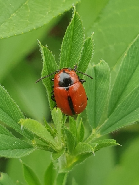 Entomoscelis dorsalis - hérics-honvédbogár