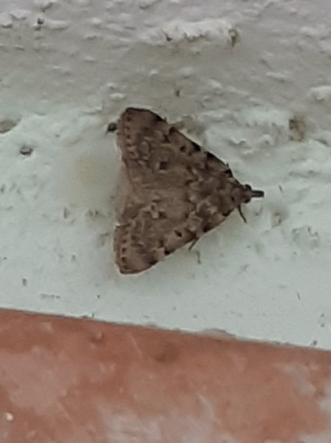 Aglossa pinguinalis - zsiradékmoly