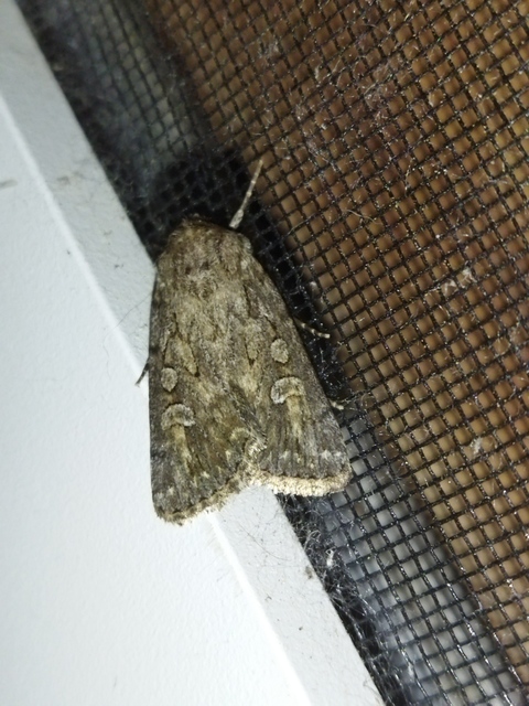 Dichagyris forcipula - szürkésbarna földibagoly
