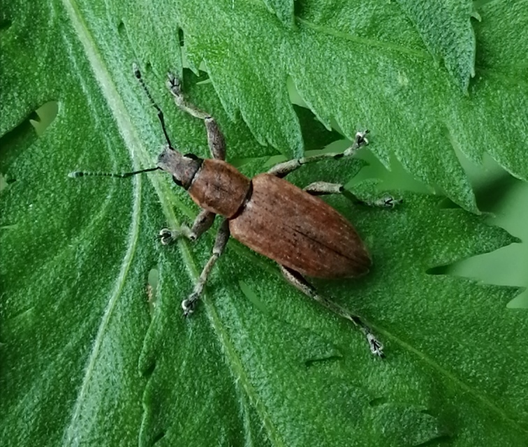 Tanymecus palliatus - közönséges hegyesfarúbarkó