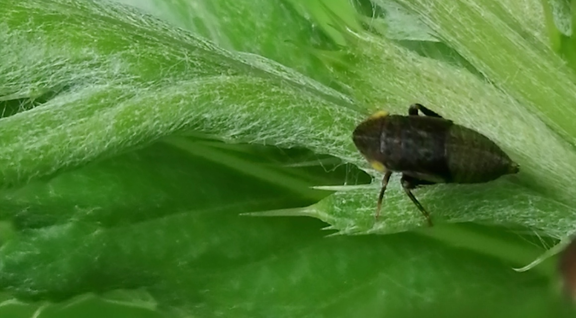 Aphrodes