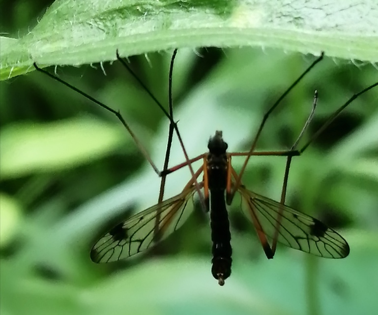 Dictenidia bimaculata
