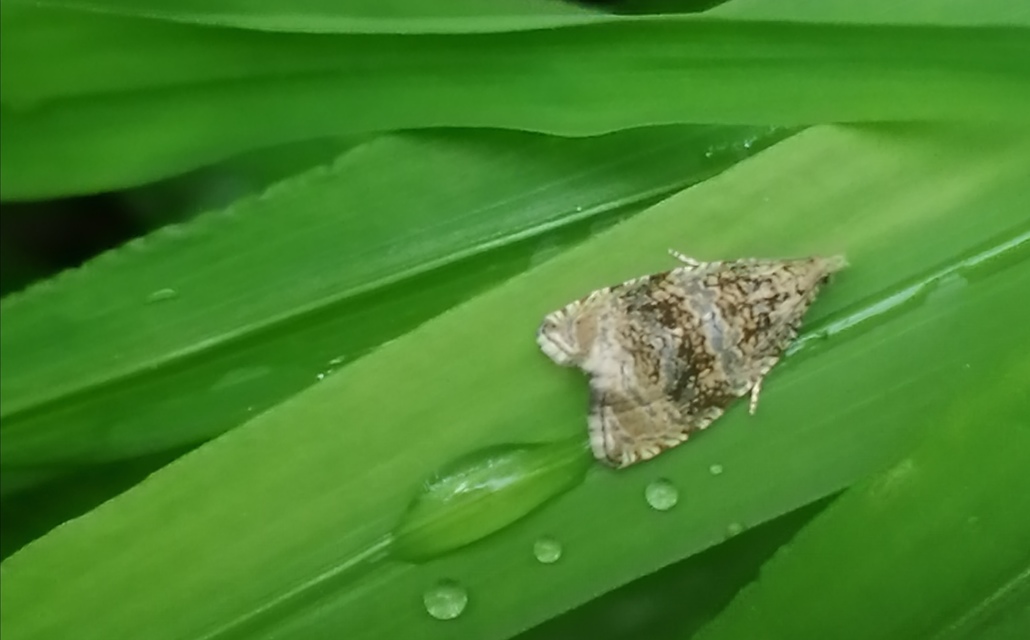 Celypha lacunana - vízparti tükrösmoly