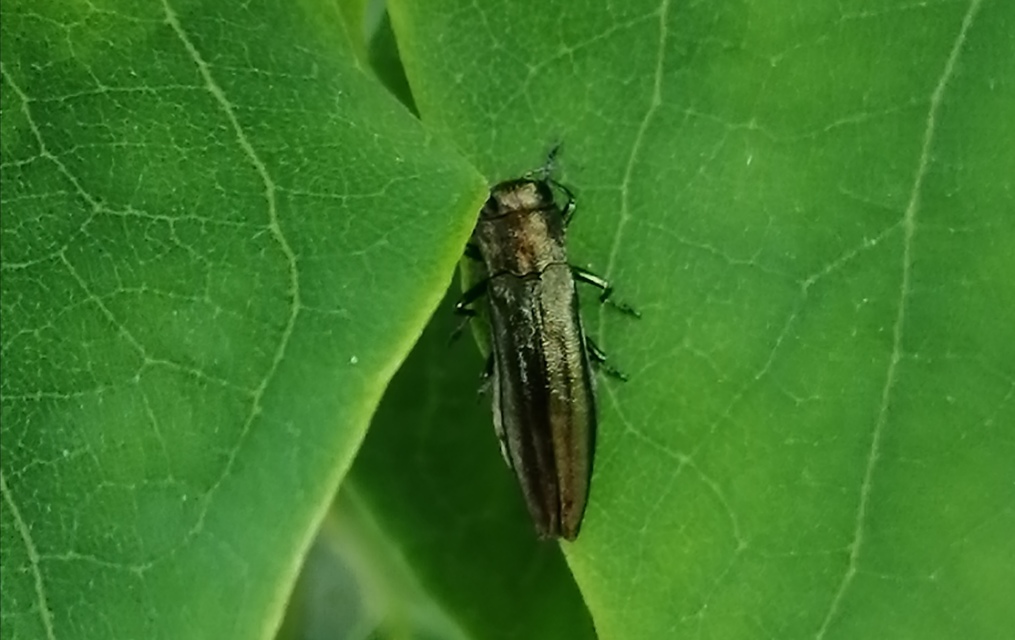 Agrilus viridis - változékony karcsúdíszbogár