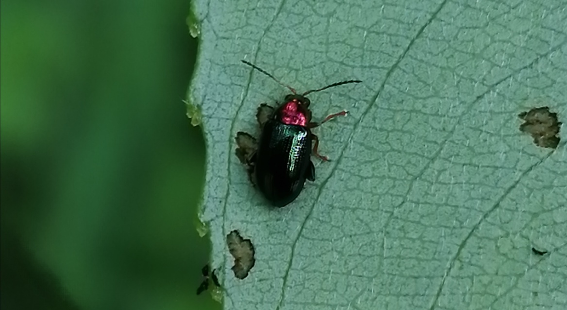 Crepidodera aurata - ékes fűz-földibolha