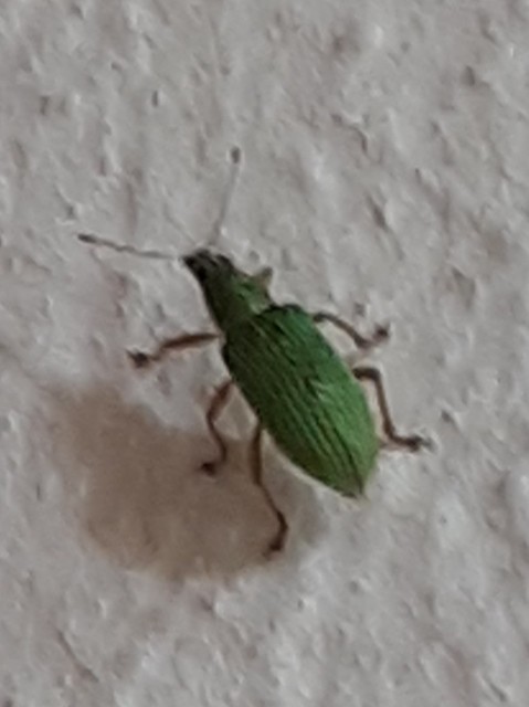 Polydrusus formosus - selymes lombormányos