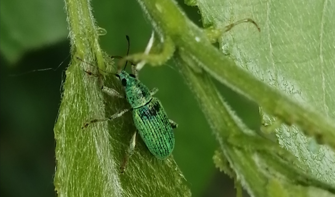 Polydrusus formosus - selymes lombormányos