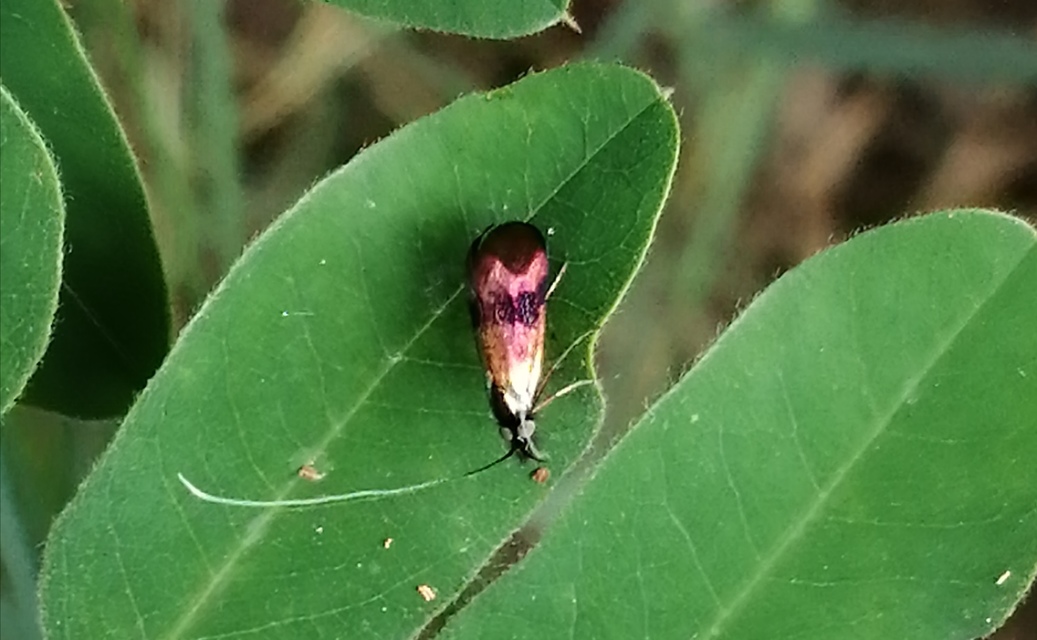 Nemophora