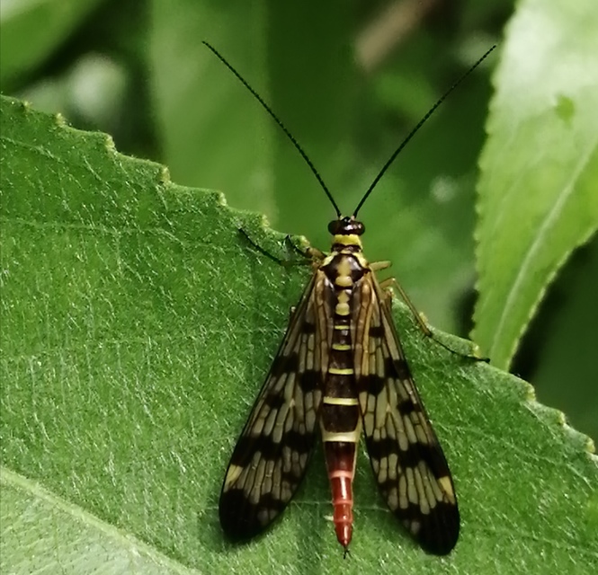 Panorpa vulgaris