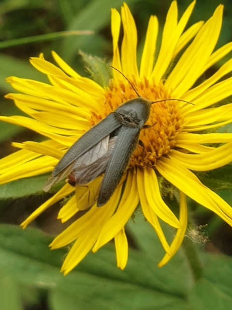 Melanotus
