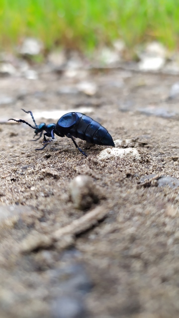 Meloe violaceus - kék nünüke