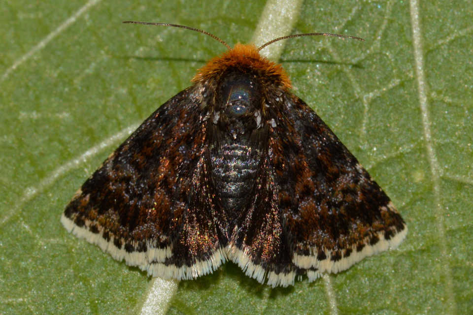 Apaustis rupicola - kakukkfű-törpebagoly Apaustis rupicola - kakukkfű-törpebagoly
