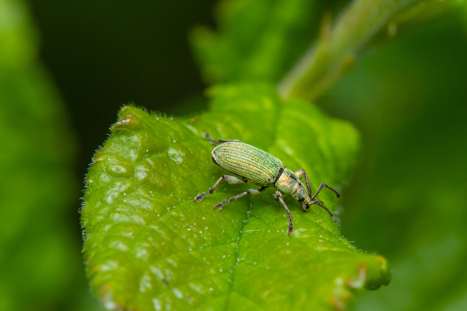 Phyllobius maculicornis - galagonya-levélormányos