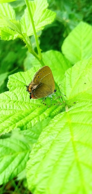 Satyrium pruni - szilvafa-csücsköslepke