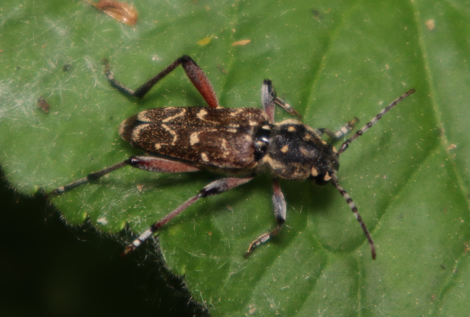 Xylotrechus rusticus - egérszínű darázscincér