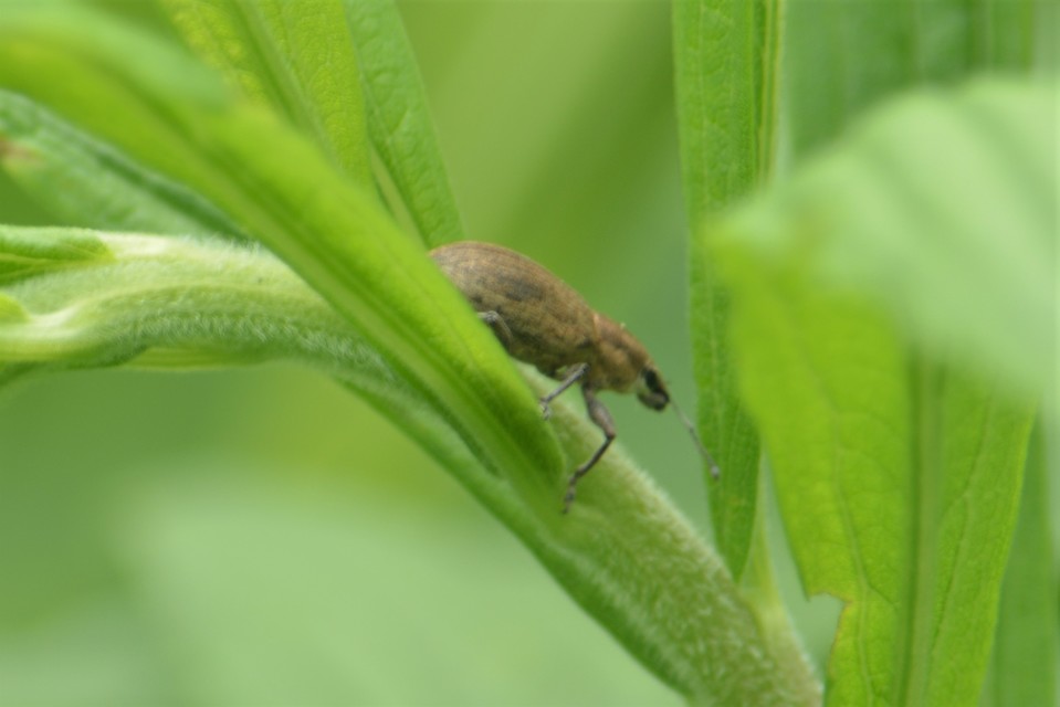Tanymecus palliatus - közönséges hegyesfarúbarkó