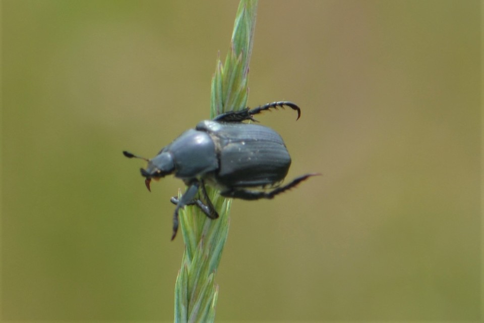 Anisoplia lata - széles szipoly Anisoplia lata - széles szipoly