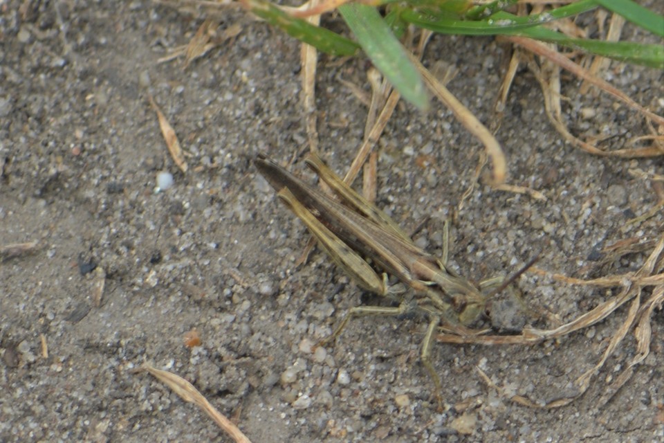 Chorthippus brunneus - közönséges tarlósáska
