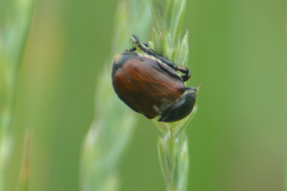 Anisoplia lata - széles szipoly Anisoplia lata - széles szipoly