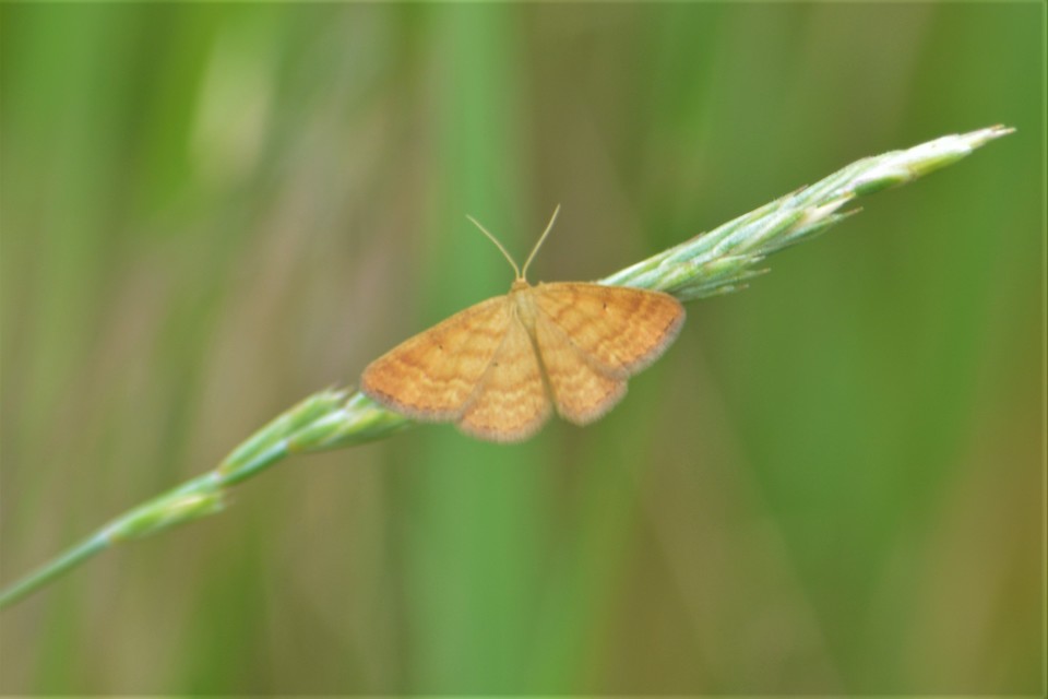 Idaea serpentata - kis sávosaraszoló