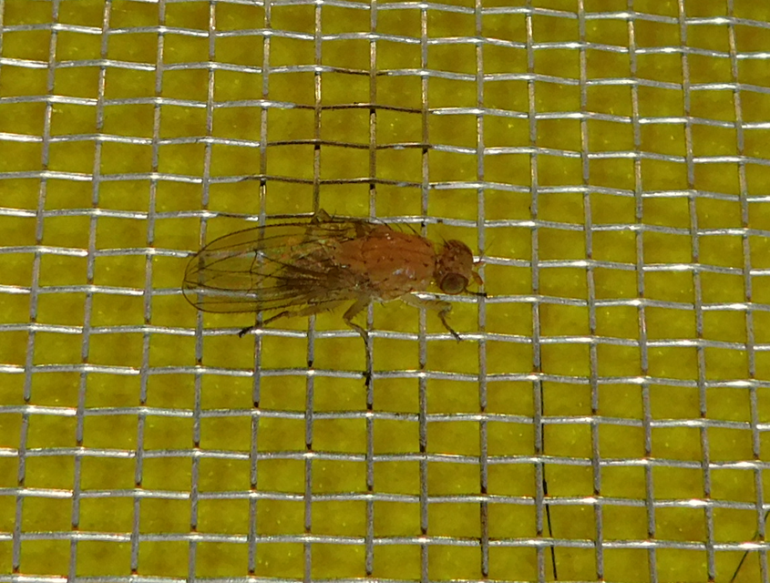 Lauxaniidae - pudvalegyek