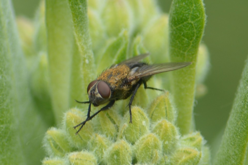 Pollenia