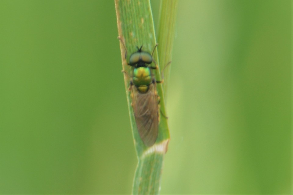 Chloromyia formosa - közönséges fémeslégy
