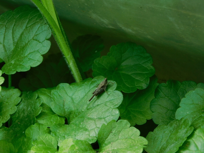 Tetrix subulata - közönséges tövishátúsáska